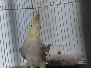Cockatiel Bird for Sale