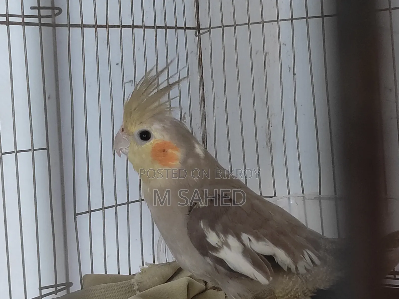 Cockatiel Bird for Sale