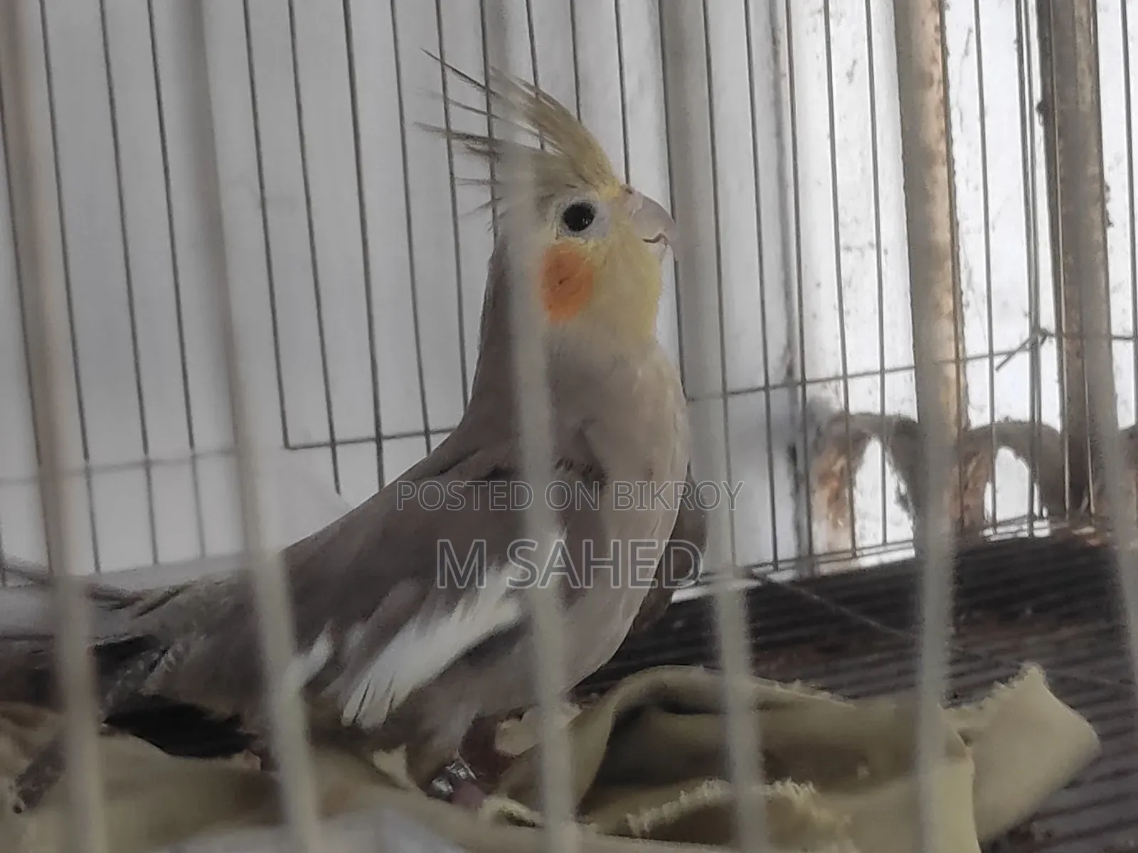 Cockatiel Bird for Sale