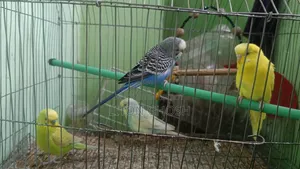 Budgerigar Bird