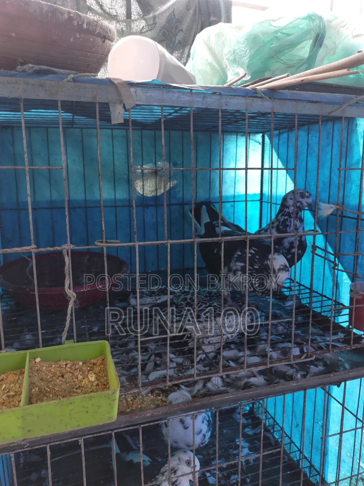 Running Golla Pigeon