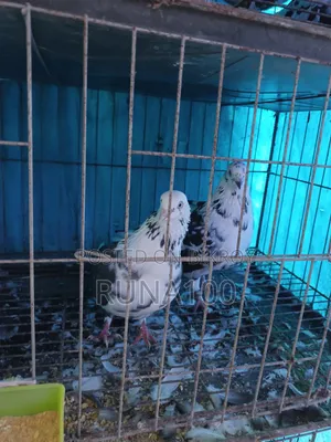 Running Golla Pigeon