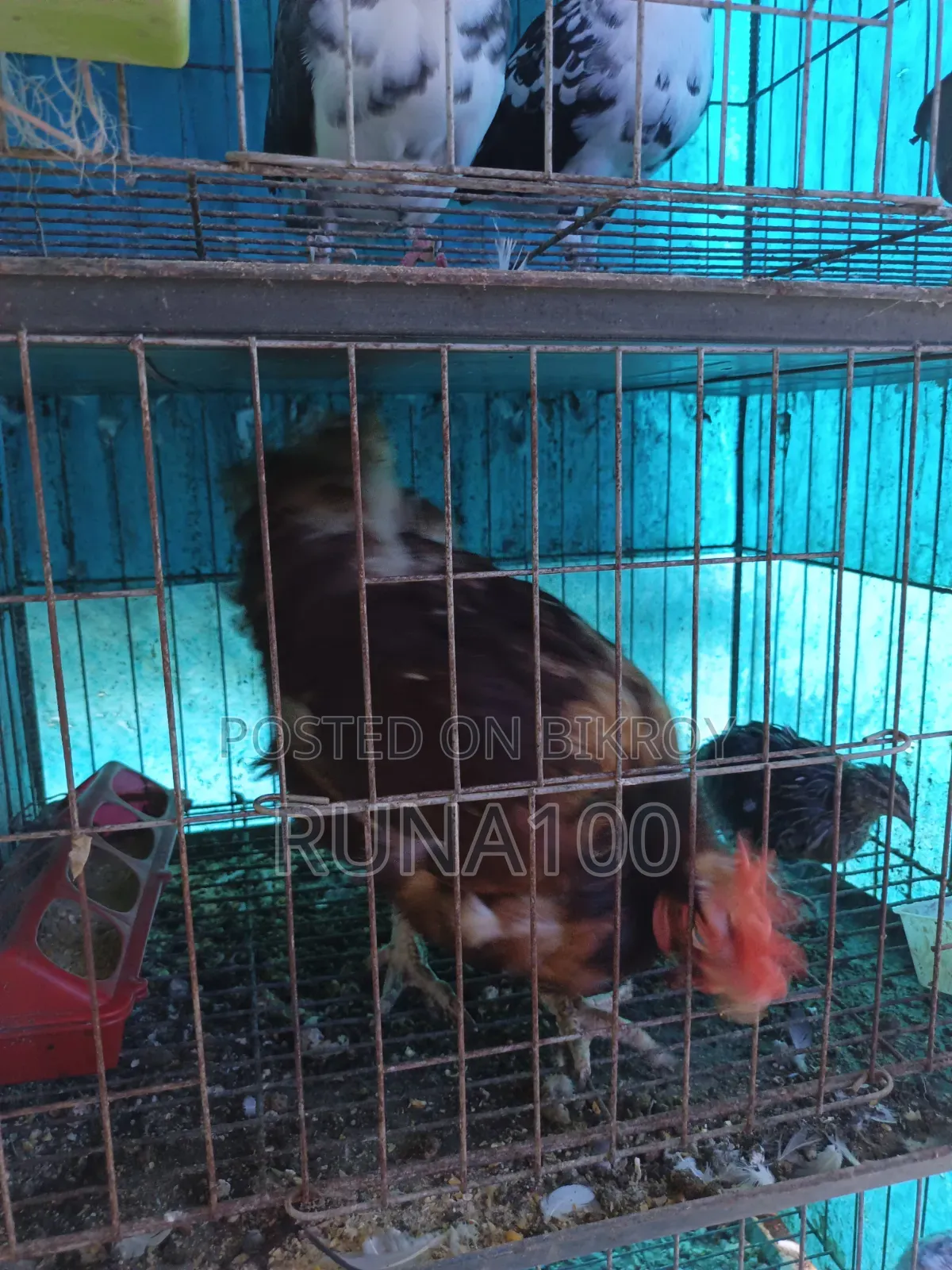 Running Golla Pigeon