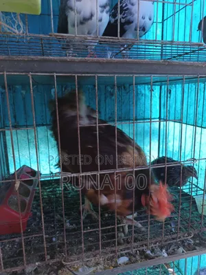 Running Golla Pigeon