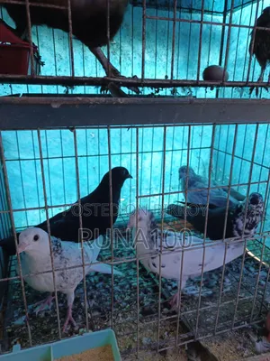 Running Golla Pigeon