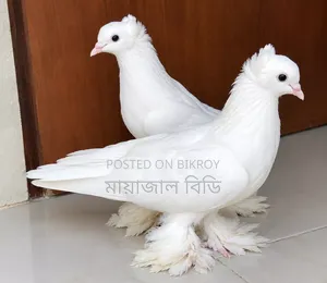 White Lotan Pigeon Pair, with crest and feathered feet