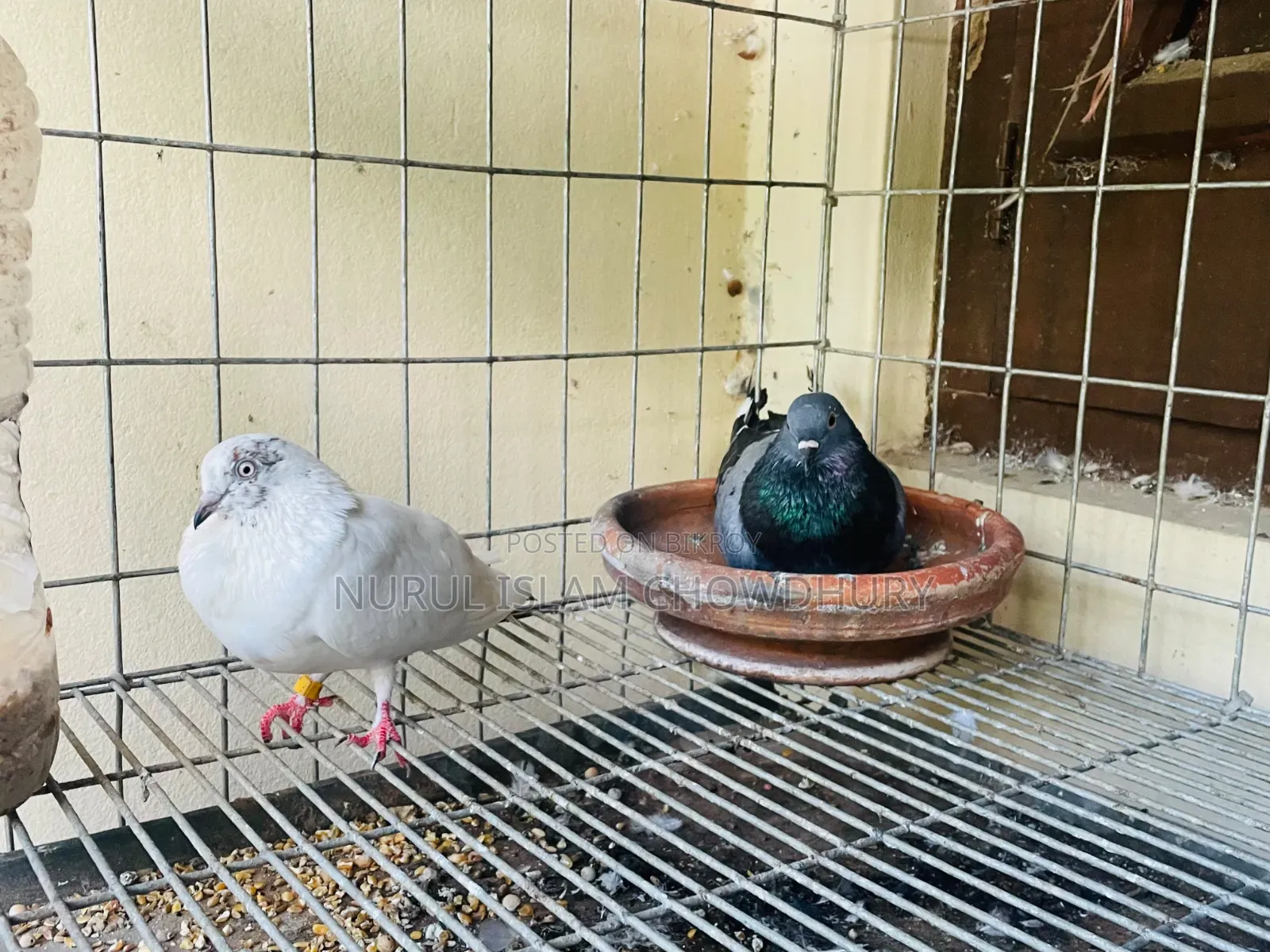 Giribaz Pigeon
