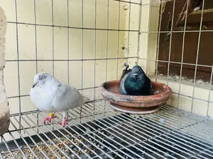 Giribaz Pigeon