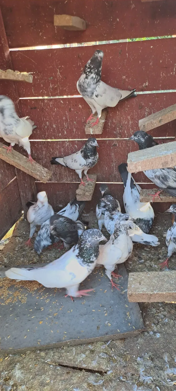 Pakistani Pigeon