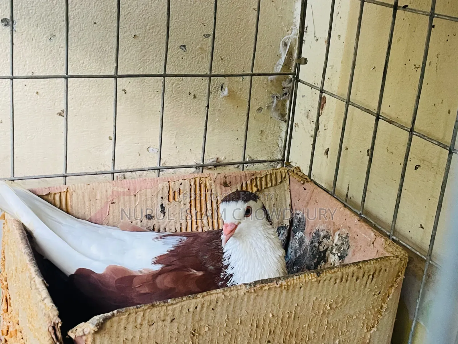 A pair of pigeons