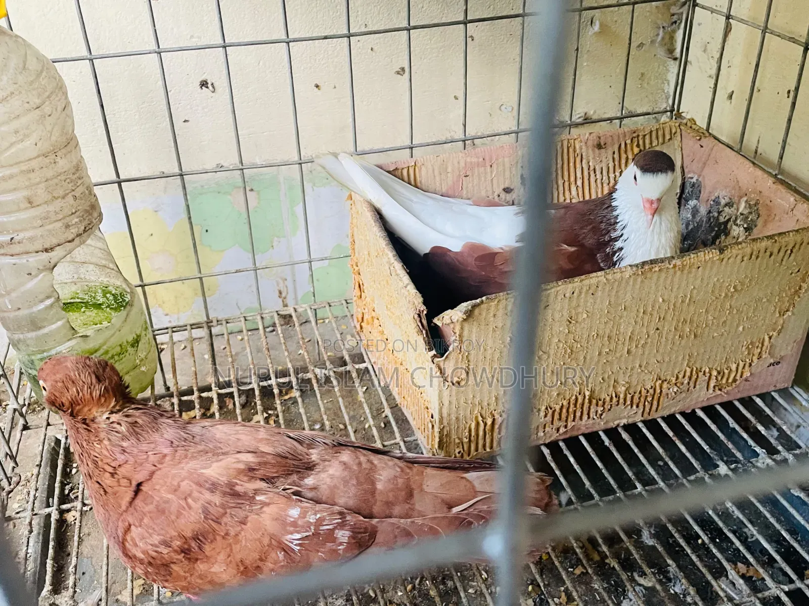 A pair of pigeons