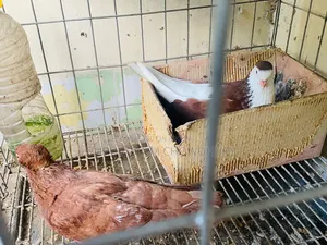 A pair of pigeons