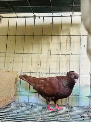 A pair of pigeons