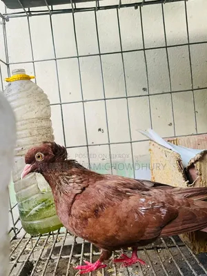 A pair of pigeons
