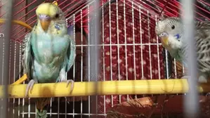 Budgies for Sale With Cage