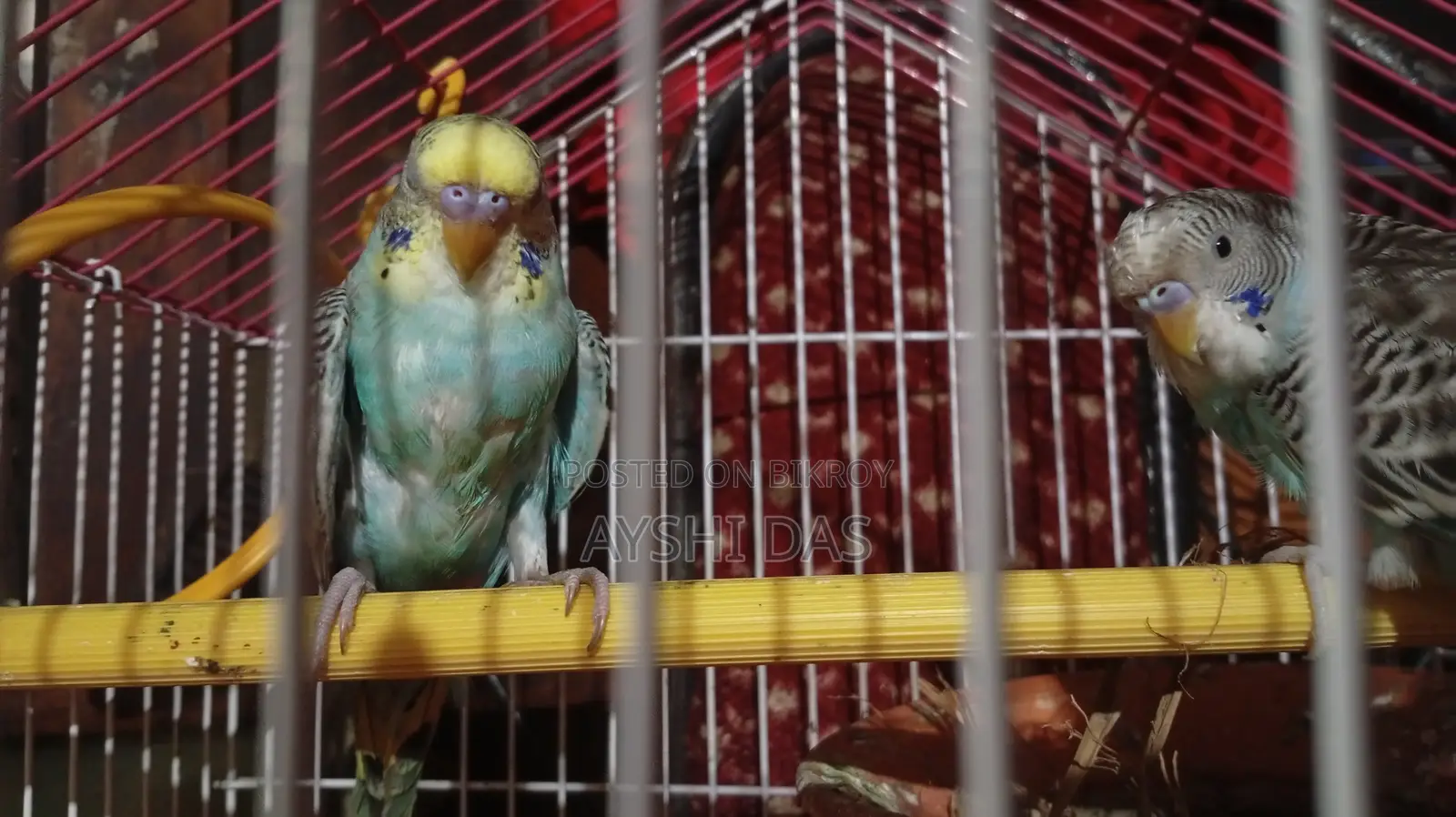 Budgies for Sale With Cage