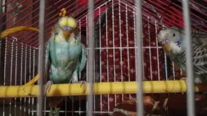 Budgies for Sale With Cage