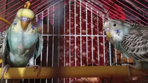 Budgies for Sale With Cage