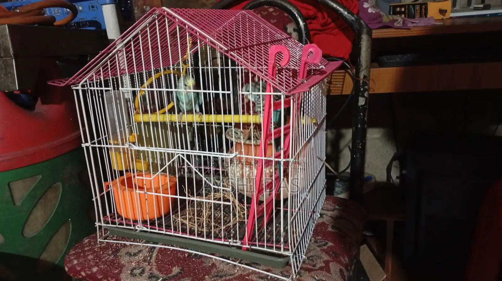 Budgies for Sale With Cage