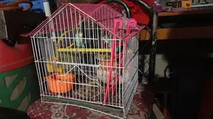 Budgies for Sale With Cage
