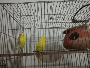 A pair of running yellow red-eye budgerigars will be sold