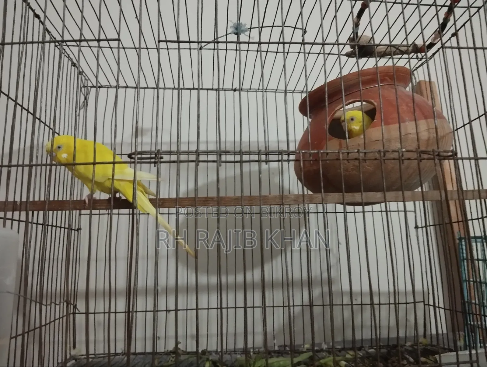 A pair of running yellow red-eye budgerigars will be sold