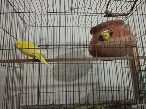 A pair of running yellow red-eye budgerigars will be sold