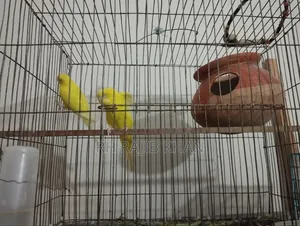 A pair of running yellow red-eye budgerigars will be sold