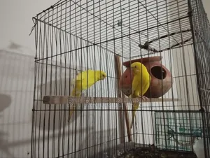 A pair of running yellow red-eye budgerigars will be sold