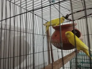 A pair of running yellow red-eye budgerigars will be sold