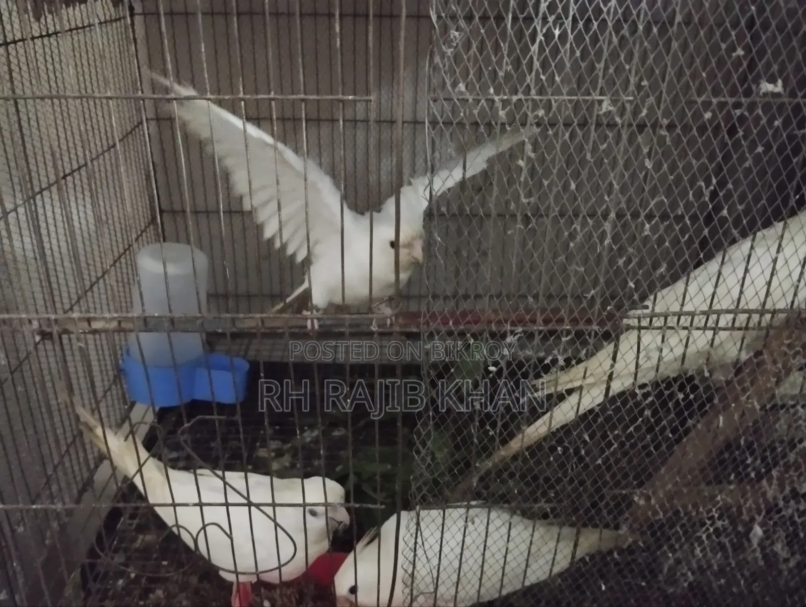 2 Pairs of Albino Cockatiel Birds for Sale