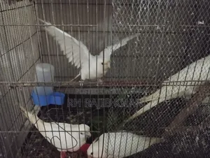 2 Pairs of Albino Cockatiel Birds for Sale