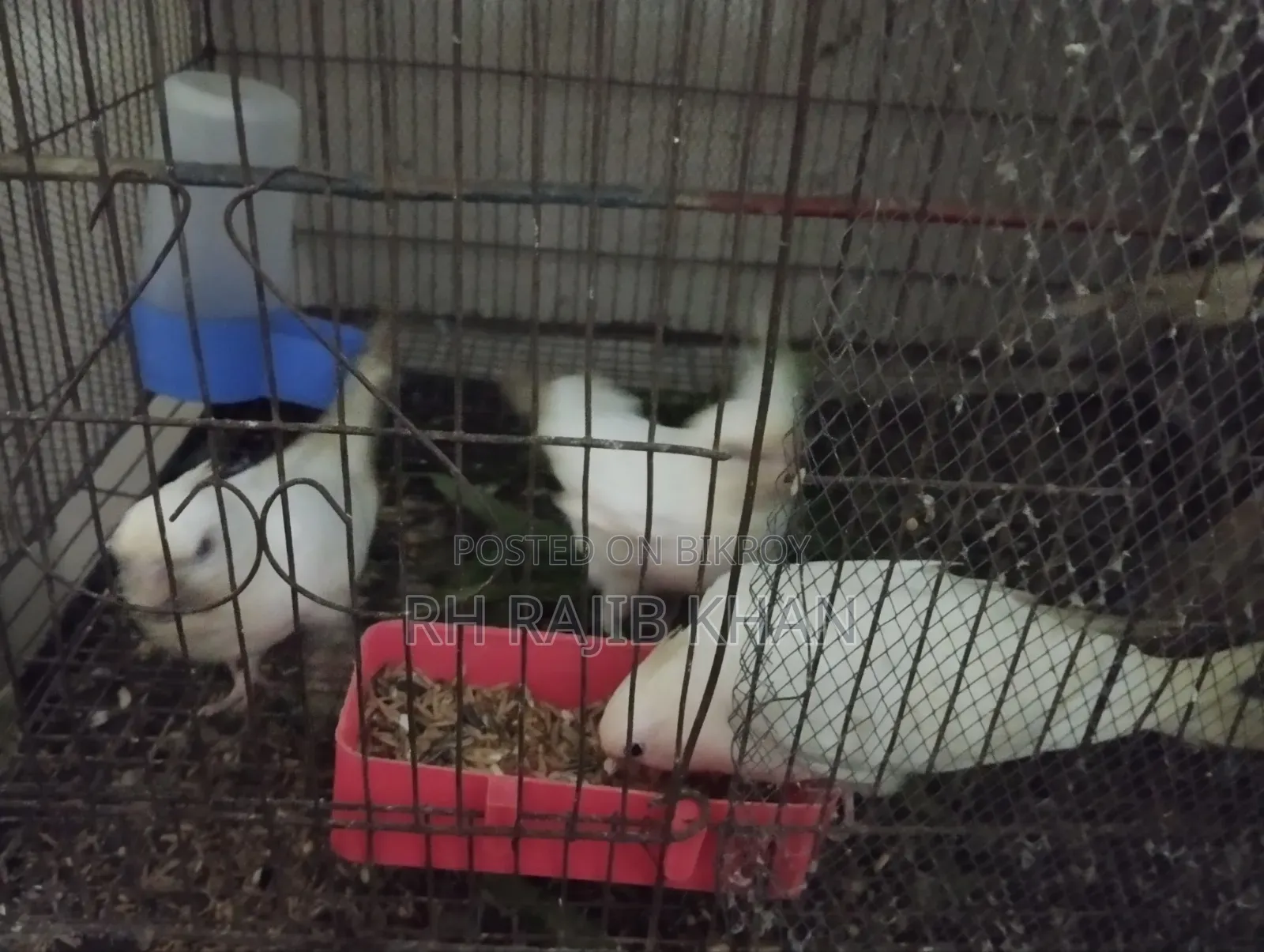 2 Pairs of Albino Cockatiel Birds for Sale