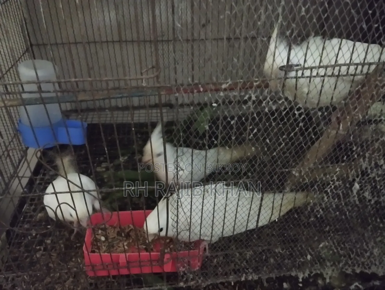 2 Pairs of Albino Cockatiel Birds for Sale