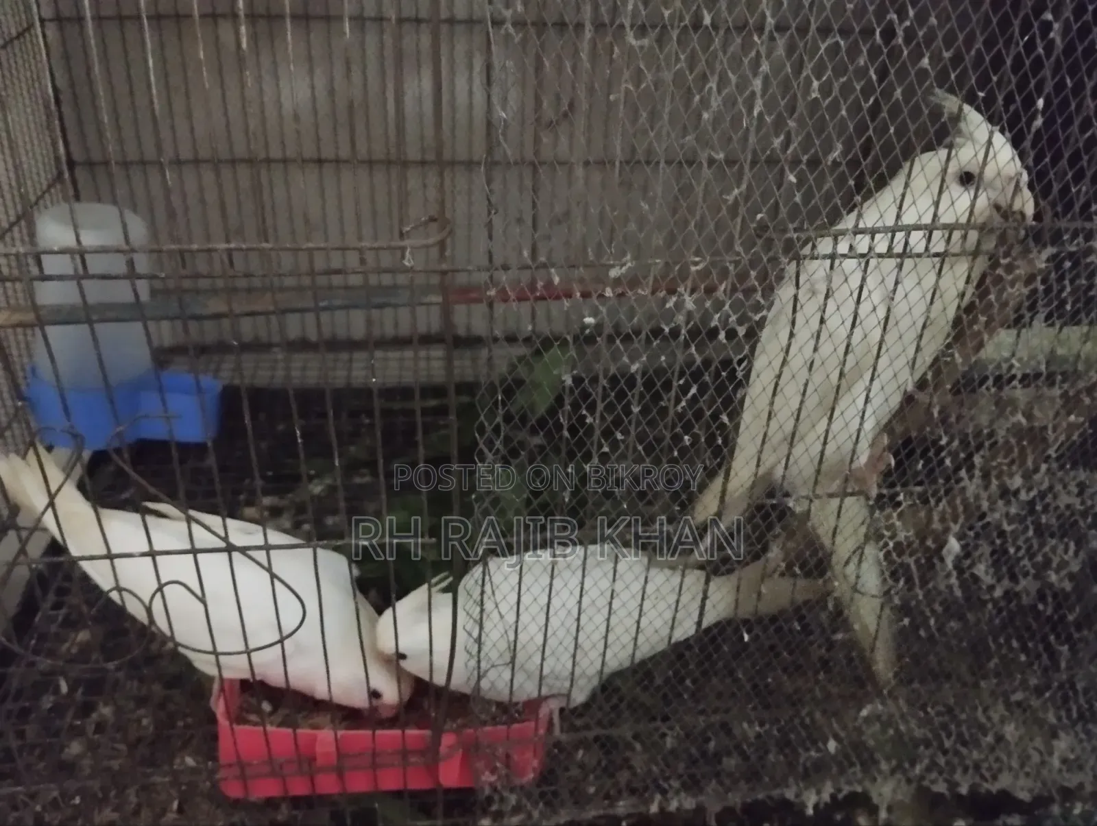 2 Pairs of Albino Cockatiel Birds for Sale