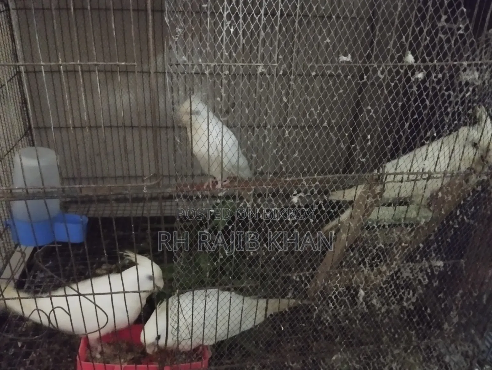 2 Pairs of Albino Cockatiel Birds for Sale