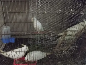 2 Pairs of Albino Cockatiel Birds for Sale