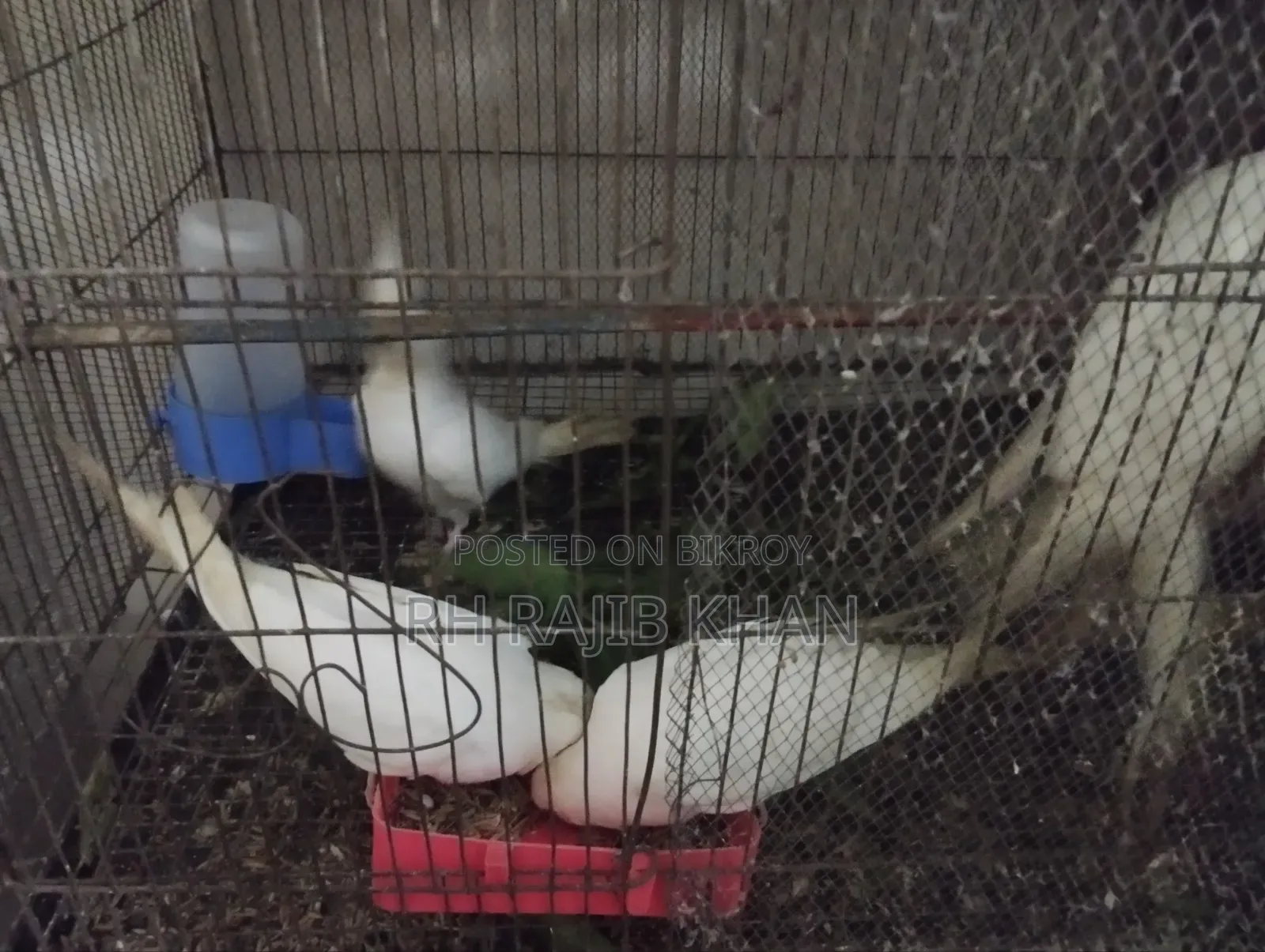 2 Pairs of Albino Cockatiel Birds for Sale