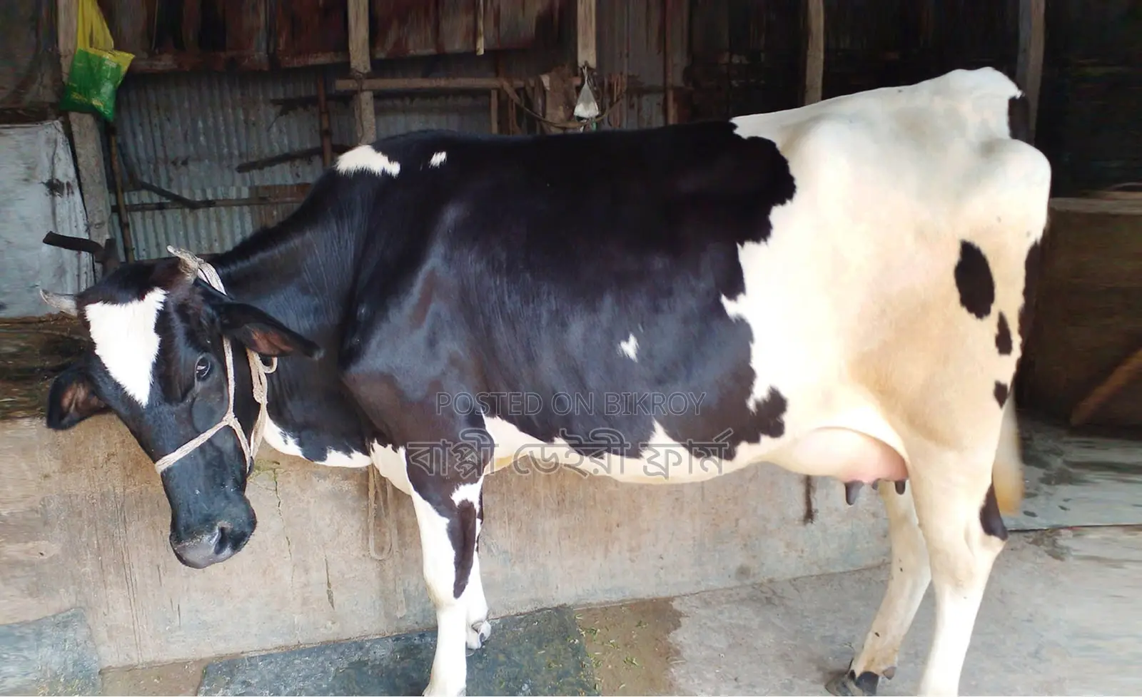 No. 1621 High Yield Dairy Cow.