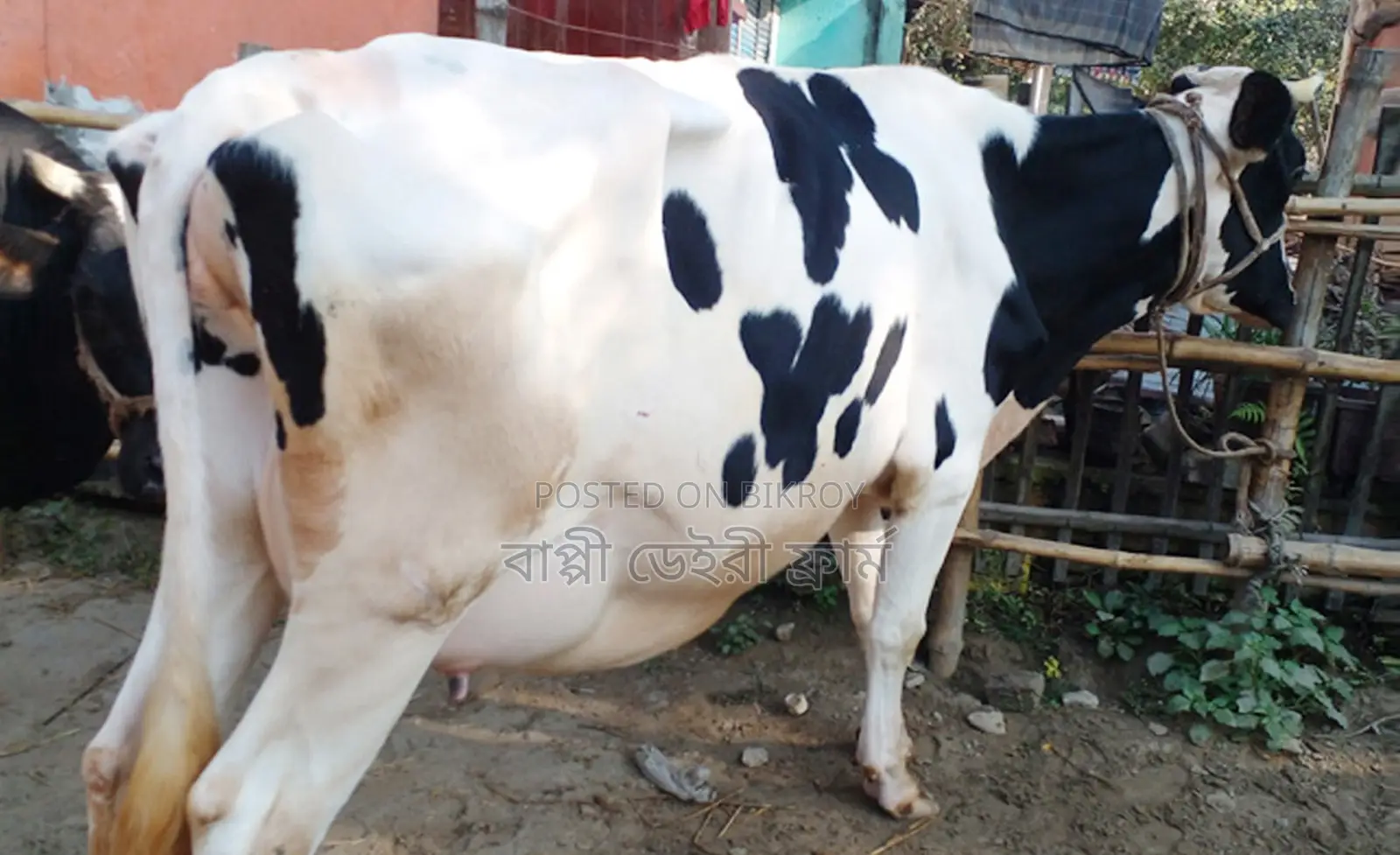 ১৬২২নং গাভী গরু।