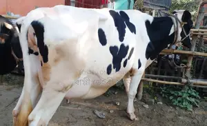 ১৬২২নং গাভী গরু।