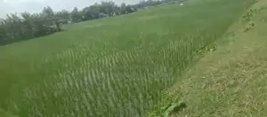 2 Land for Sale in Bogura - Factory or Commercial Project