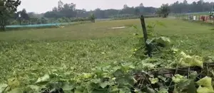 2 Land for Sale in Bogura - Factory or Commercial Project