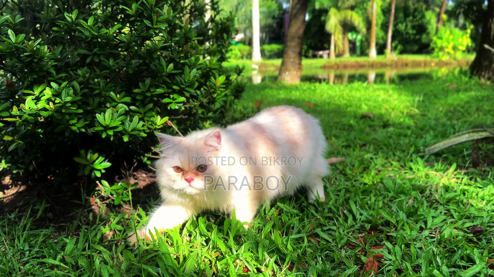 6-12 months Female Purebred Persian