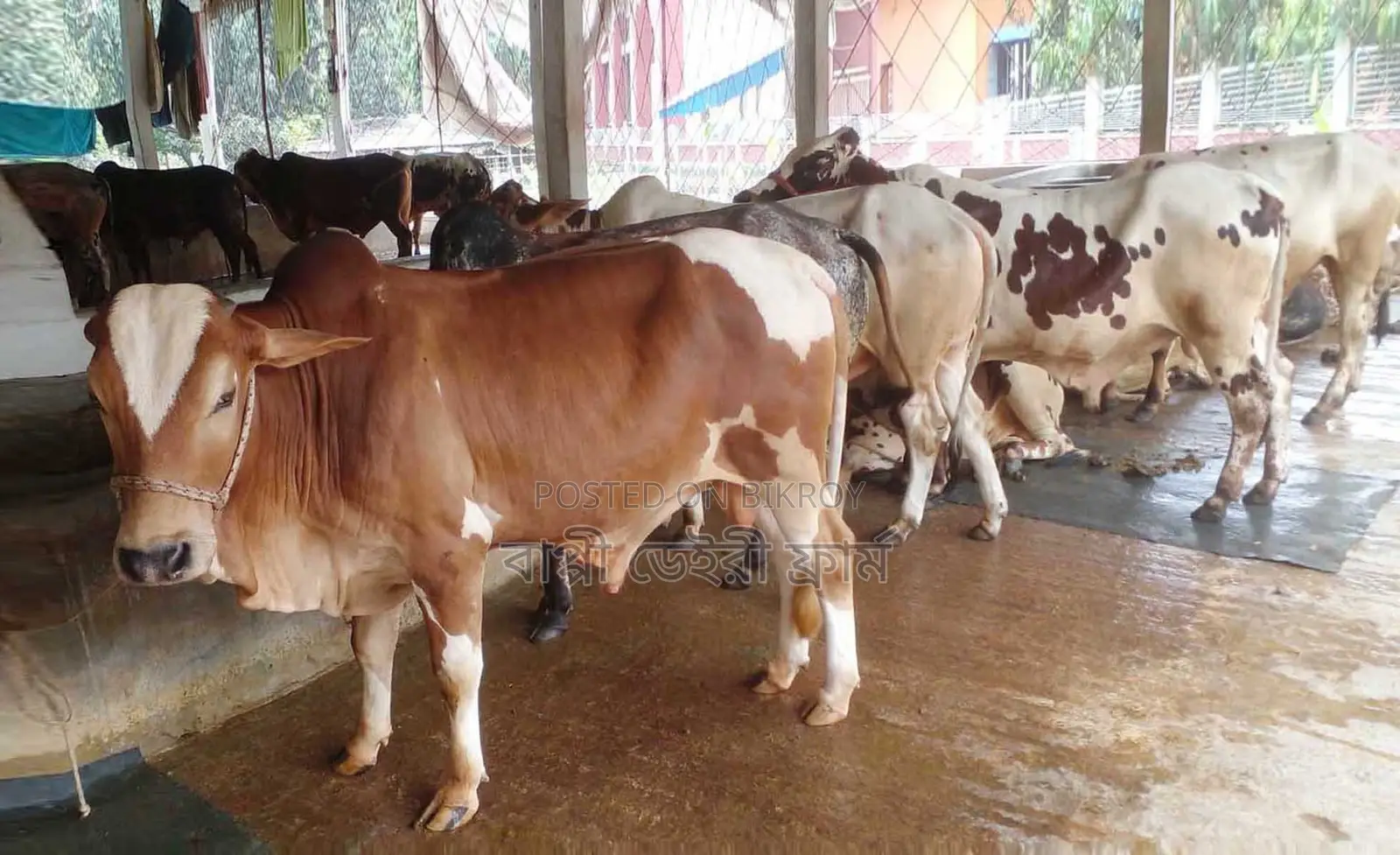 ১৬২৩নং ৬টি এড়ে ষাঁড় গরু ।