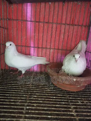 Pigeon for Sale