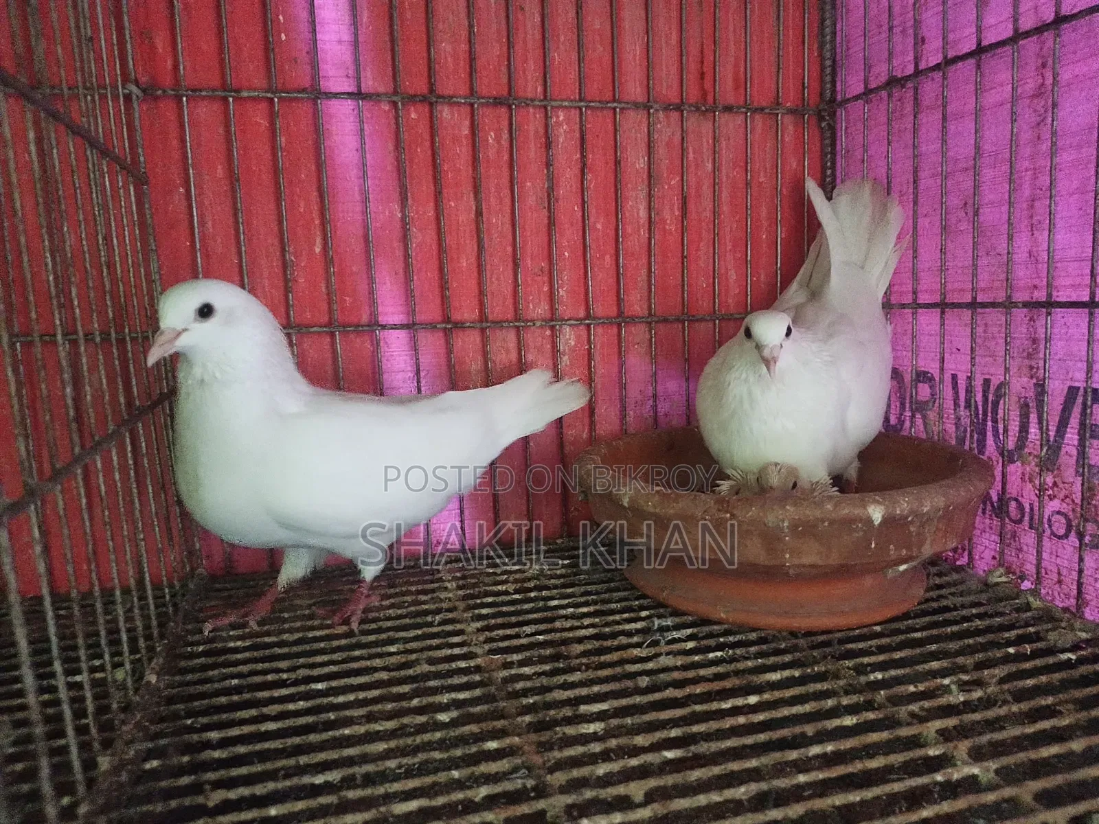 Pigeon for Sale