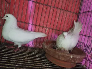 Pigeon for Sale