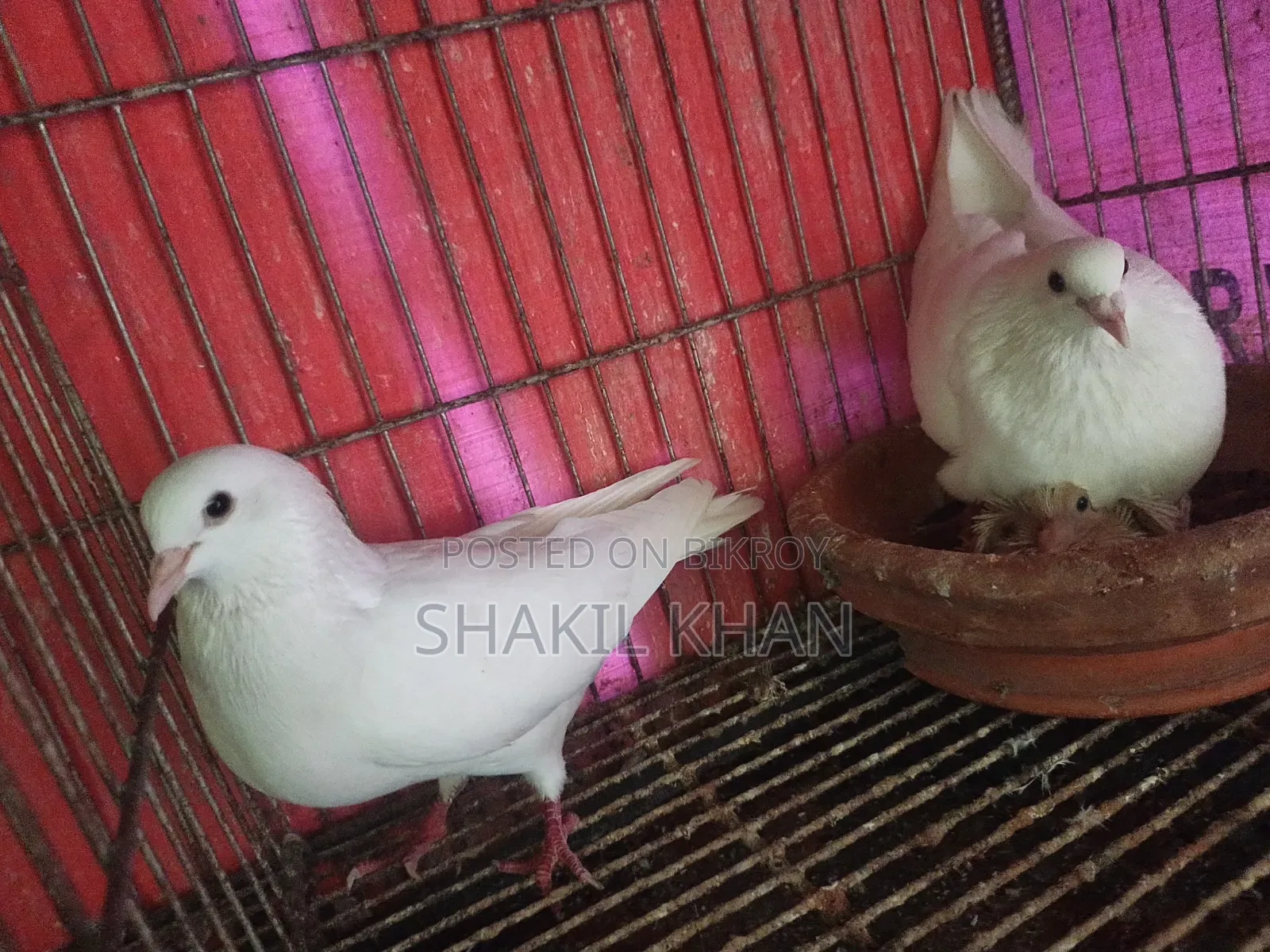 Pigeon for Sale