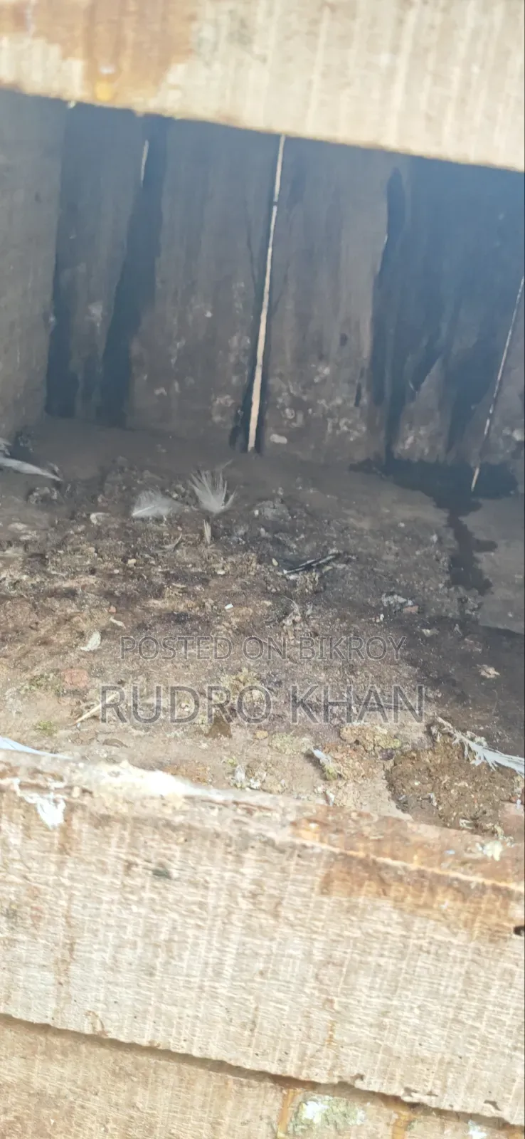 কবুতরের খোপ